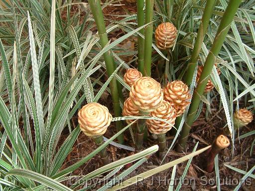 Heliconia beehive 